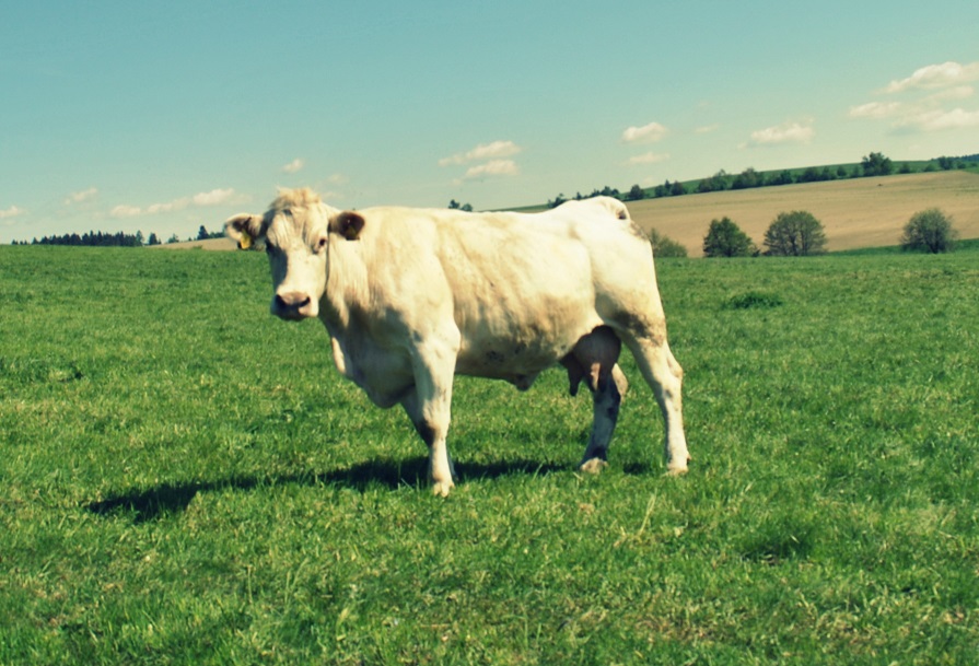 cow