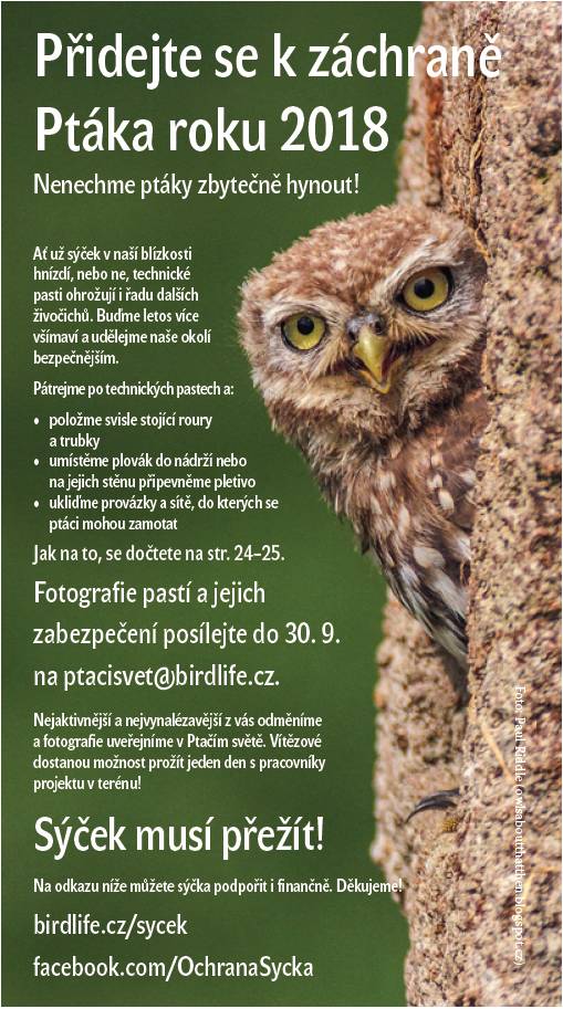 Sýček